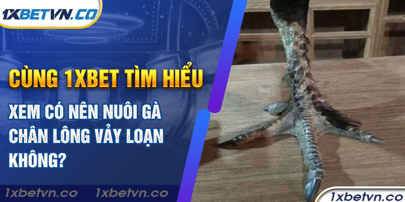 Cùng 1xbet tìm hiểu xem có nên nuôi gà chân lông vảy loạn không?